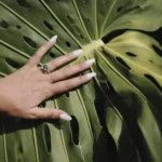 InCategoríaManicura&Pedicura